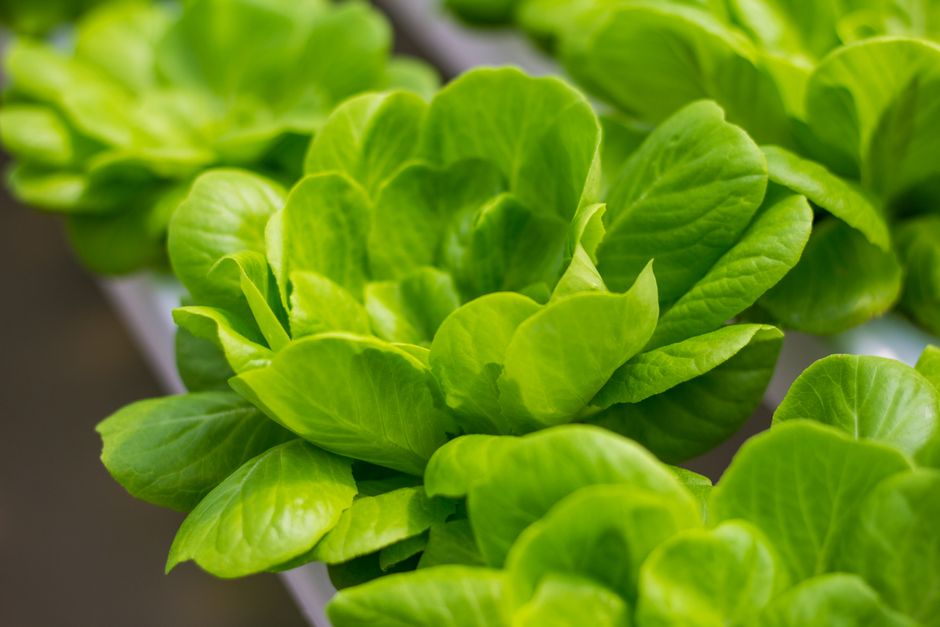 Kratky vs Deep Water Culture: Which Hydroponic System is Right?