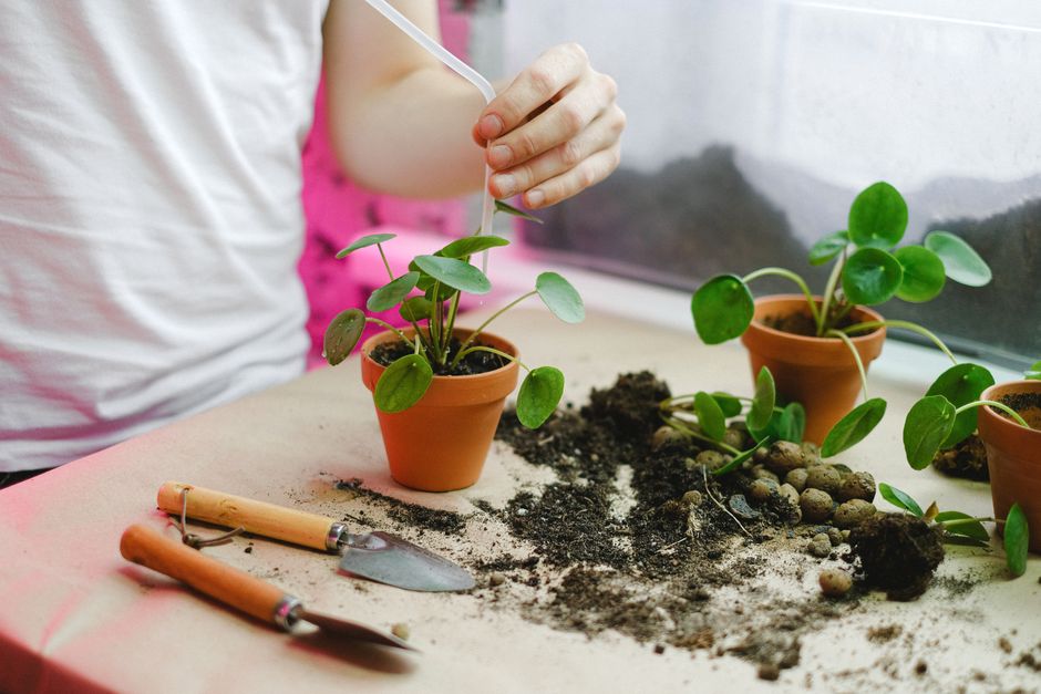Set Your LED Grow Light Schedule for Happy Plants